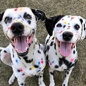 Meet your Posher, Shane